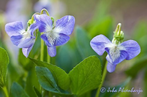 Juha Ahvenharju Photography