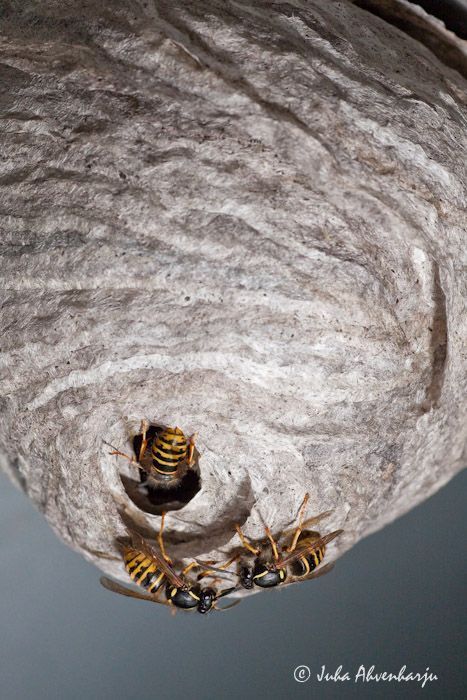 Juha Ahvenharju Photography