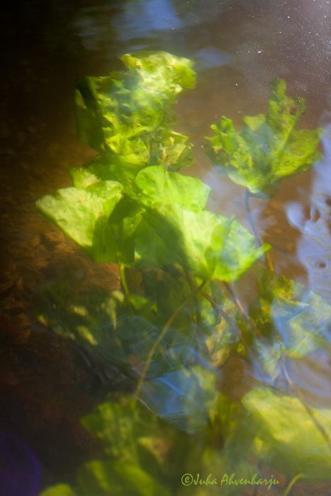 Juha Ahvenharju Photography