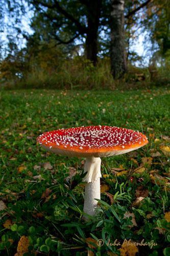 Juha Ahvenharju Photography