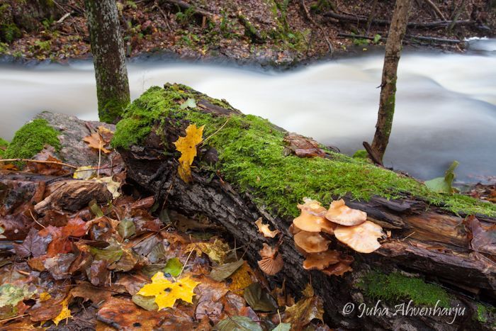 Juha Ahvenharju Photography