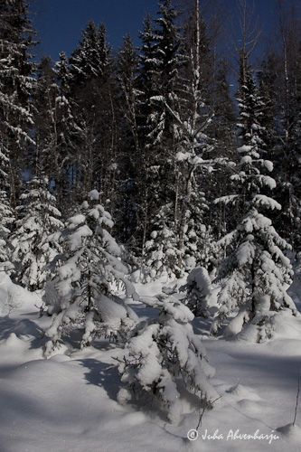 Juha Ahvenharju Photography