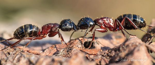 Juha Ahvenharju Photography