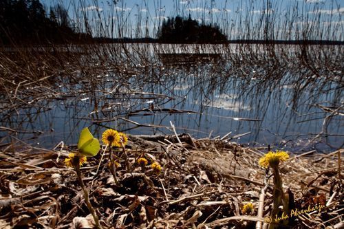 Juha Ahvenharju Photography
