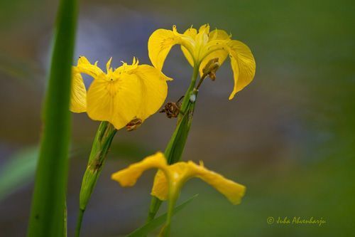 Juha Ahvenharju Photography