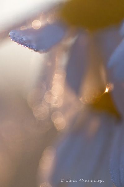 Juha Ahvenharju Photography