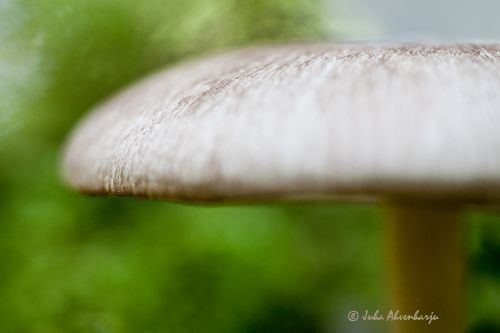 Juha Ahvenharju Photography