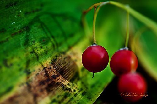 Juha Ahvenharju Photography