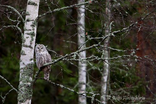 Juha Ahvenharju Photography