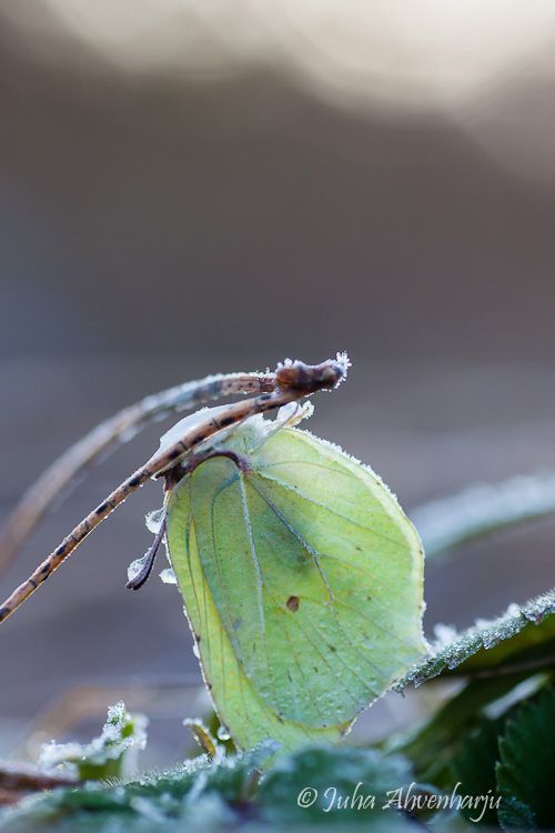 Juha Ahvenharju Photography