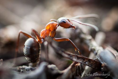 Juha Ahvenharju Photography