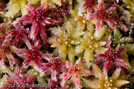 Juha Ahvenharju Photography