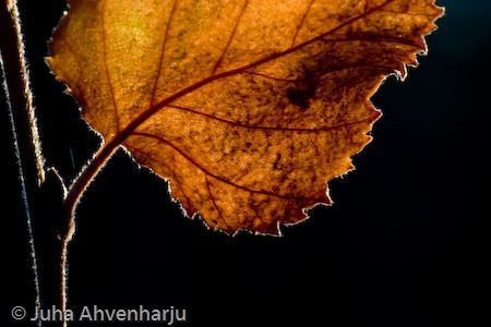 Juha Ahvenharju Photography