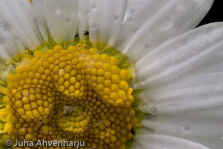 Juha Ahvenharju Photography