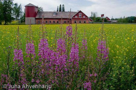 Juha Ahvenharju Photography