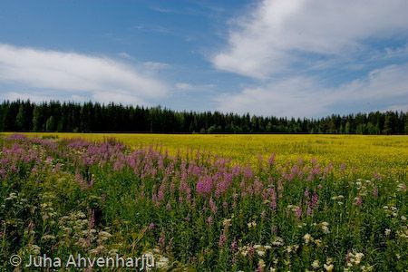 Juha Ahvenharju Photography