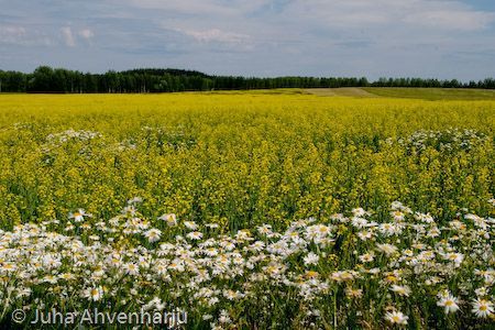 Juha Ahvenharju Photography