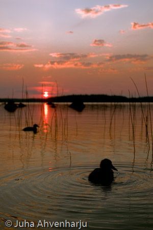 Juha Ahvenharju Photography