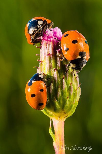 Juha Ahvenharju Photography