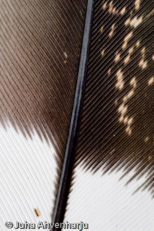 Juha Ahvenharju Photography