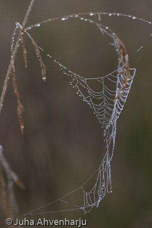 Juha Ahvenharju Photography