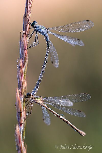 Juha Ahvenharju Photography