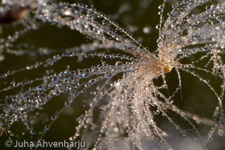 Juha Ahvenharju Photography