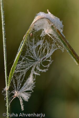 Juha Ahvenharju Photography