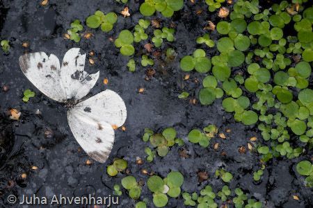 Juha Ahvenharju Photography