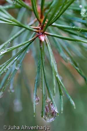 Juha Ahvenharju Photography