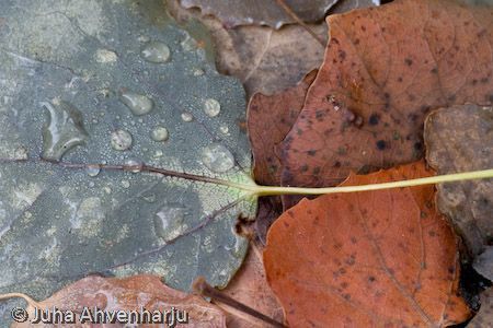 Juha Ahvenharju Photography