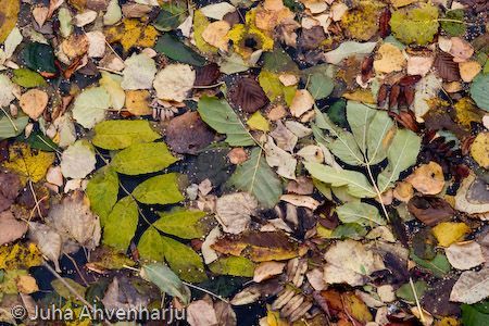 Juha Ahvenharju Photography