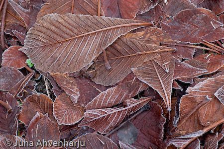 Juha Ahvenharju Photography