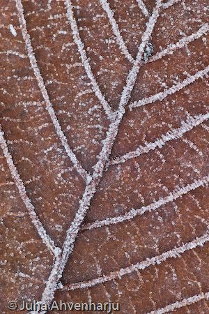 Juha Ahvenharju Photography