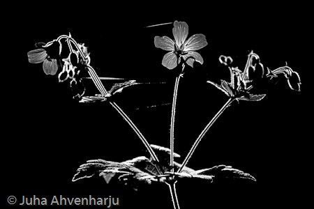 Juha Ahvenharju Photography