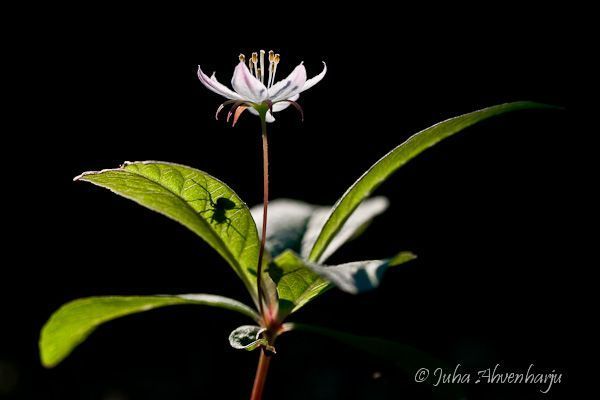 Juha Ahvenharju Photography