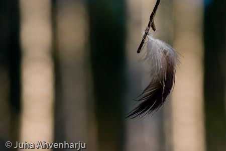 Juha Ahvenharju Photography