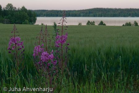 Juha Ahvenharju Photography