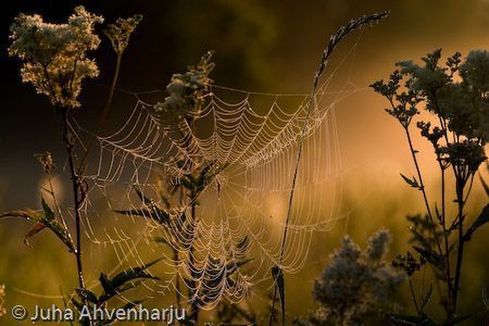 Juha Ahvenharju Photography