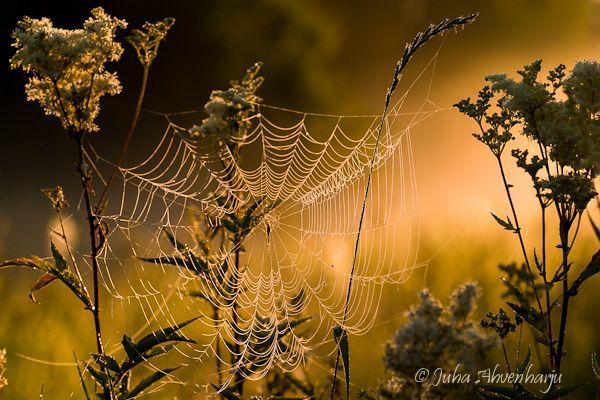 Juha Ahvenharju Photography
