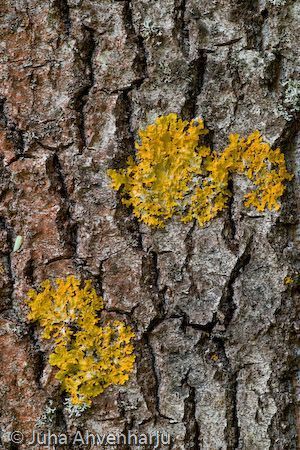 Juha Ahvenharju Photography