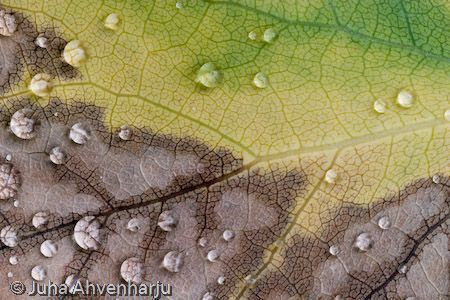 Juha Ahvenharju Photography