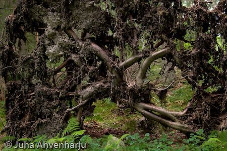 Juha Ahvenharju Photography