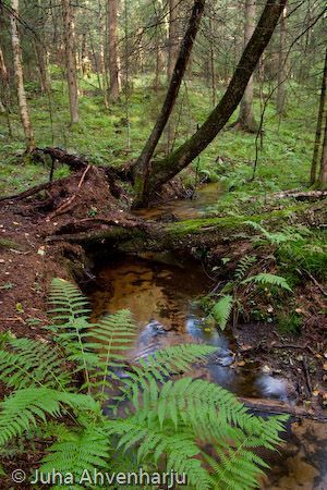 Juha Ahvenharju Photography