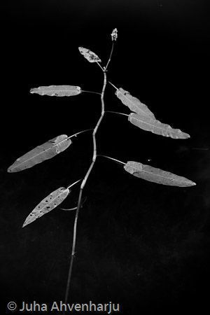 Juha Ahvenharju Photography