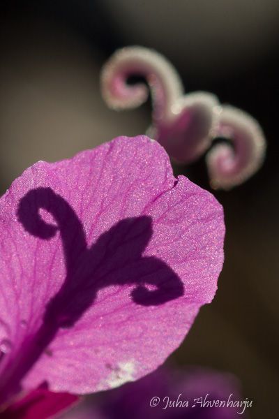 Juha Ahvenharju Photography