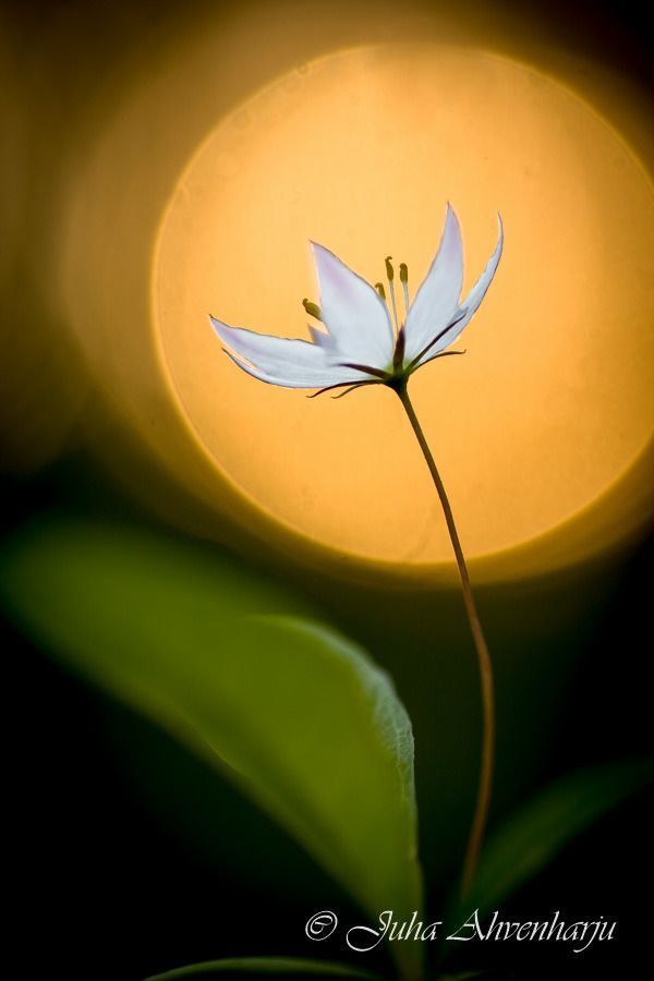 Juha Ahvenharju Photography