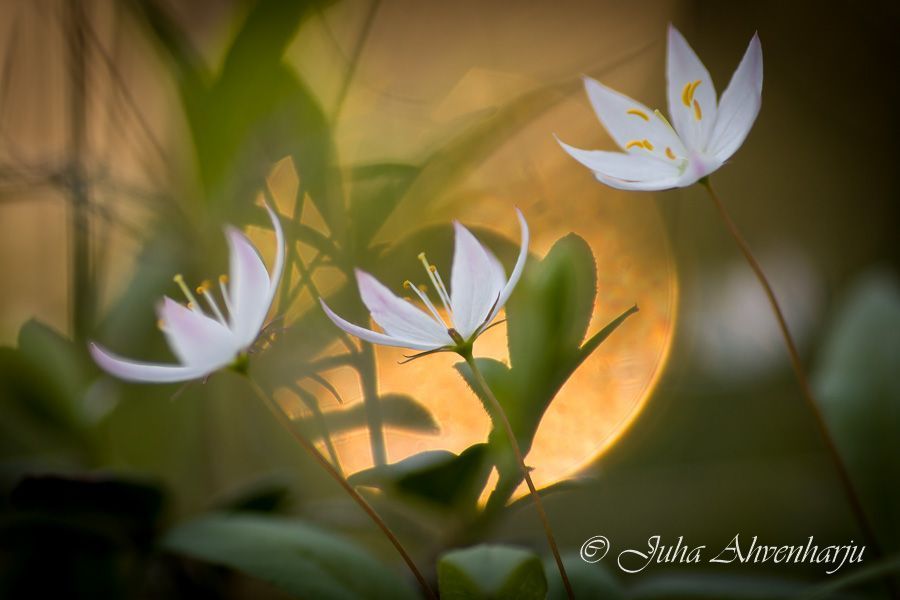 Juha Ahvenharju Photography