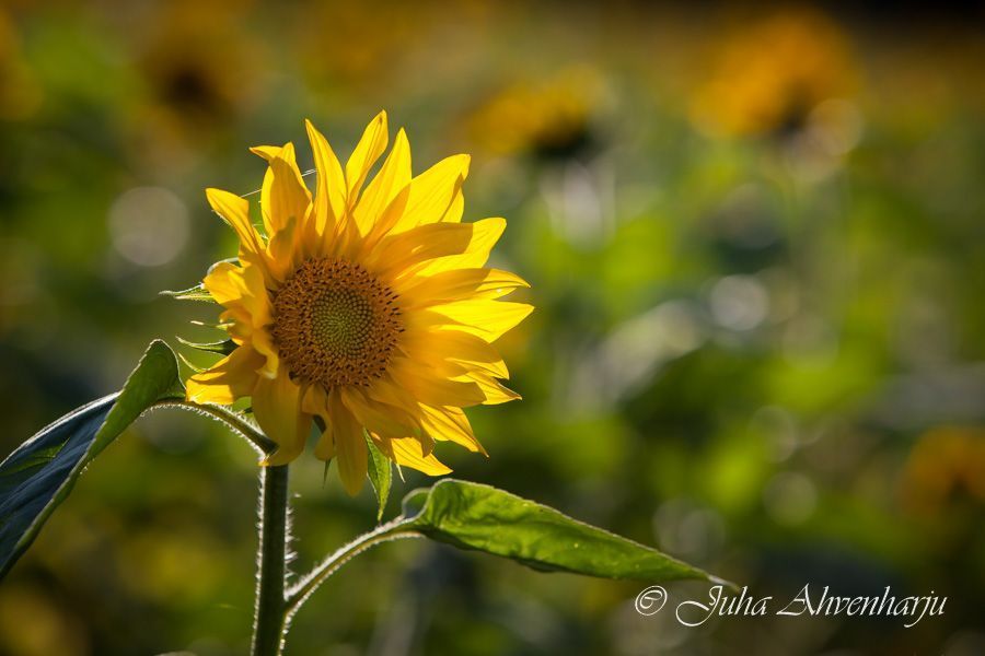 Juha Ahvenharju Photography