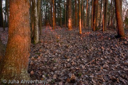 Juha Ahvenharju Photography